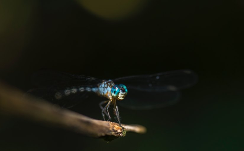 Anisoptera – For&nbsp;J